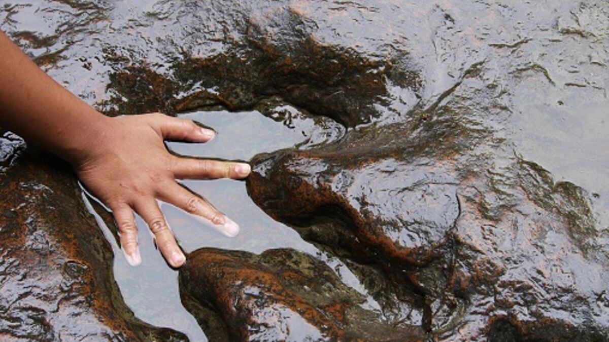 Según el tamaño de las huellas, los expertos calcularon que el Fujianipus medía al menos 5 metros de largo con una altura de cadera superior a 1,8 metros. (Foto: difusión/ referencial)