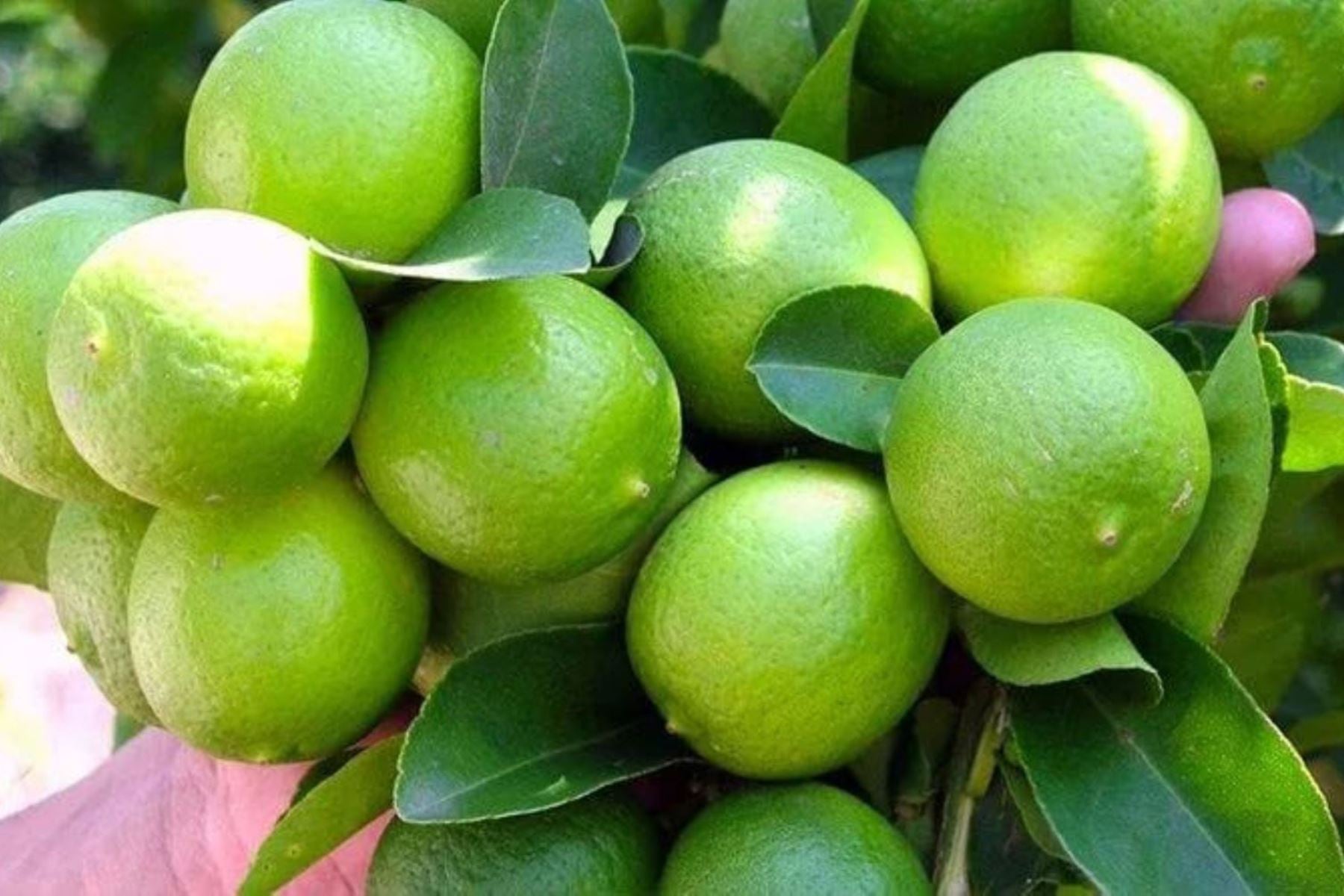 ¿Ceviche en riesgo por El Niño? cultivo de limón en el norte tendría hasta triple impacto