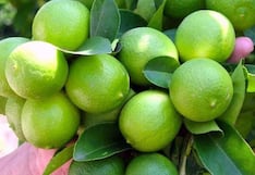 ¿Ceviche en riesgo por El Niño? cultivo de limón en el norte tendría hasta triple impacto