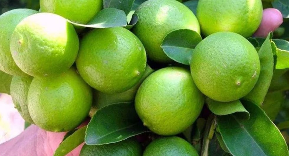 El Niño 2026-2027: Impacto en el cultivo de limón en Piura