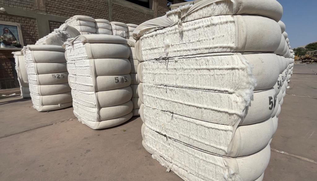 Yol Fashion, miembro de la Federación de Empresarios de Gamarra, coordina con productores de algodón tanguis del norte peruano para generar una cadena de compra a precios competitivos y posterior industrialización.