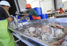 SNI: Es imposible aplicar un régimen de cuotas para la pesca de pota