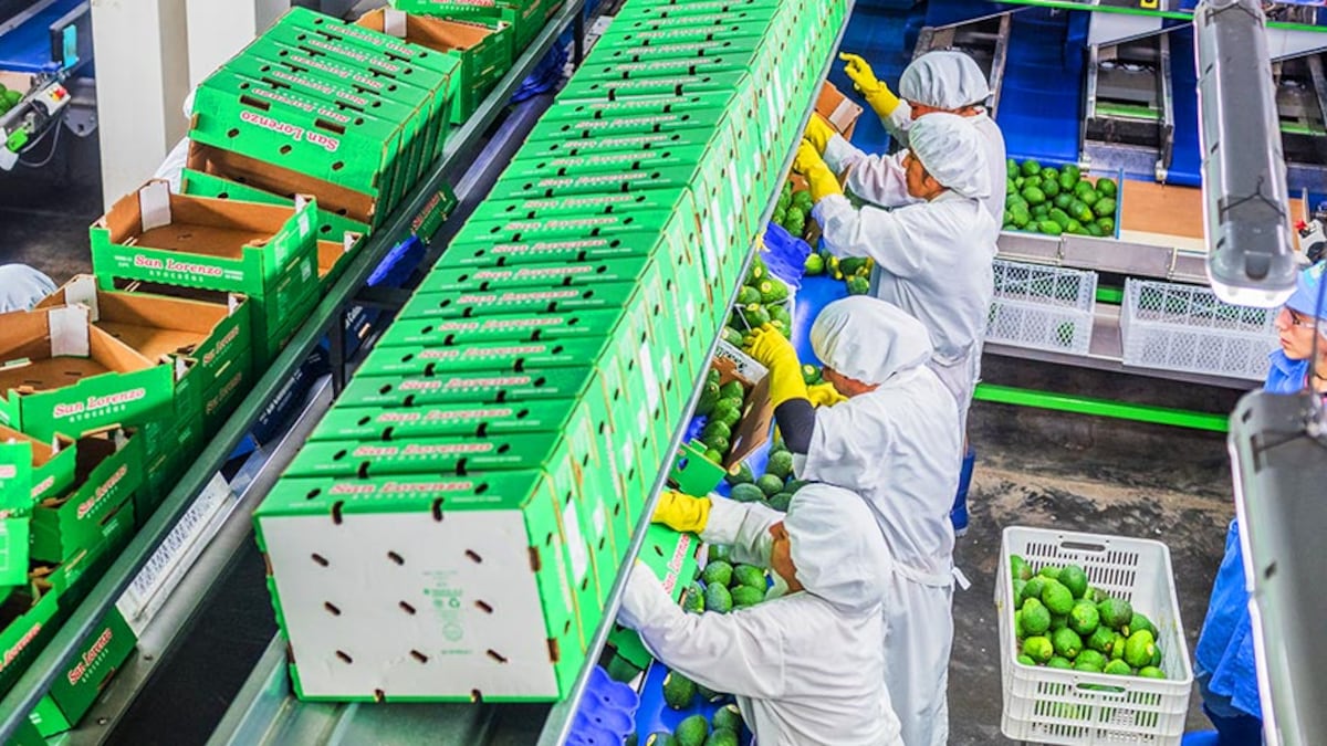 Agroexportadoras: buscan desde el Congreso retirar beneficios tributarios
