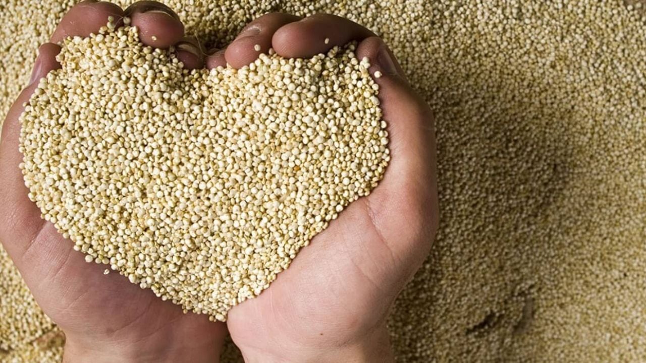 El 95% de los ingresos de Alisur provienen de la quinua exportada.