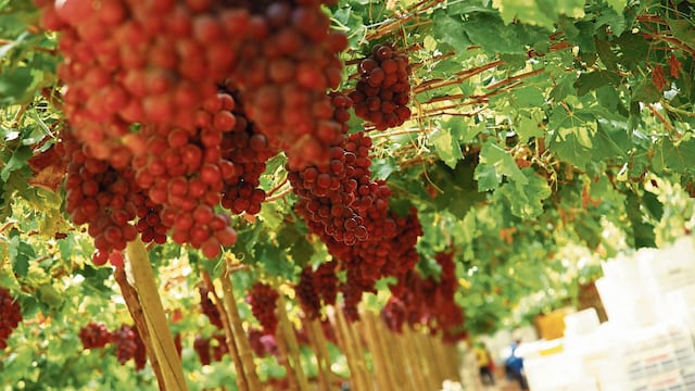 Vendimia de Ica: producción cae, mientras bodegas miran con interés uvas patrimoniales
