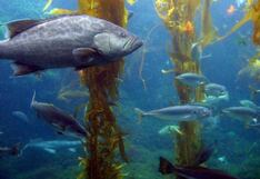 Mas de 20 países firman “declaración de paz al océano” antes de cumbre ONU en 2025