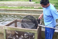 Piura lanza proyecto de crianza de tilapia para mejorar la seguridad alimentaria