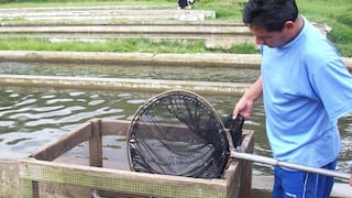 Piura lanza proyecto de crianza de tilapia para mejorar la seguridad alimentaria
