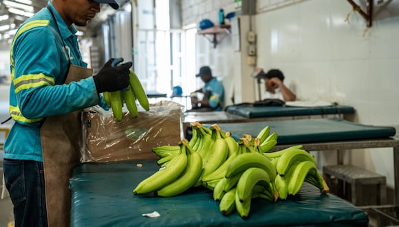 Un trabajador selecciona y empaca plátanos en Apartado, provincia de Antioquia.(Foto Bloomberg)