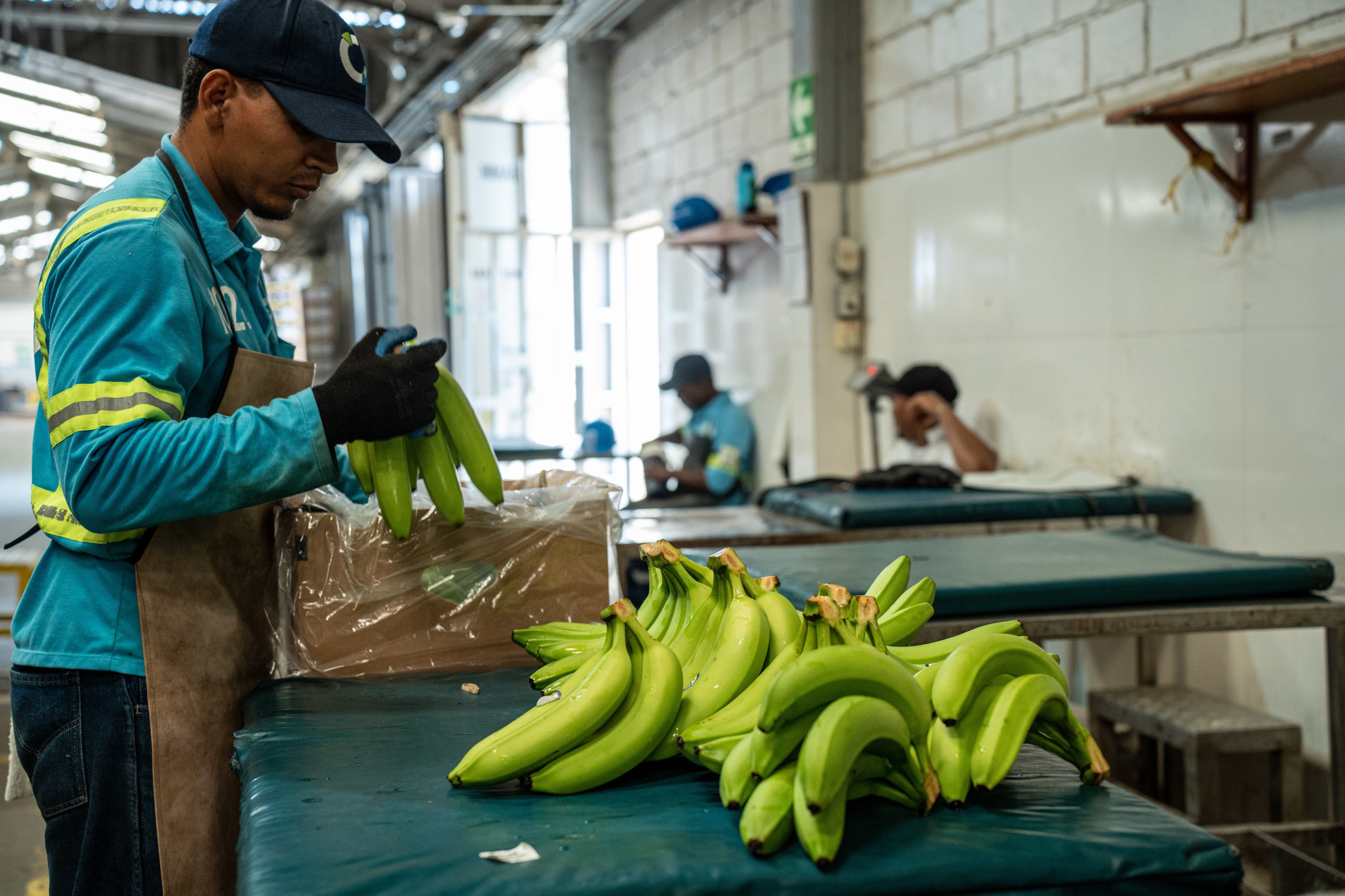 Un trabajador selecciona y empaca plátanos en Apartado, provincia de Antioquia.(Foto Bloomberg)