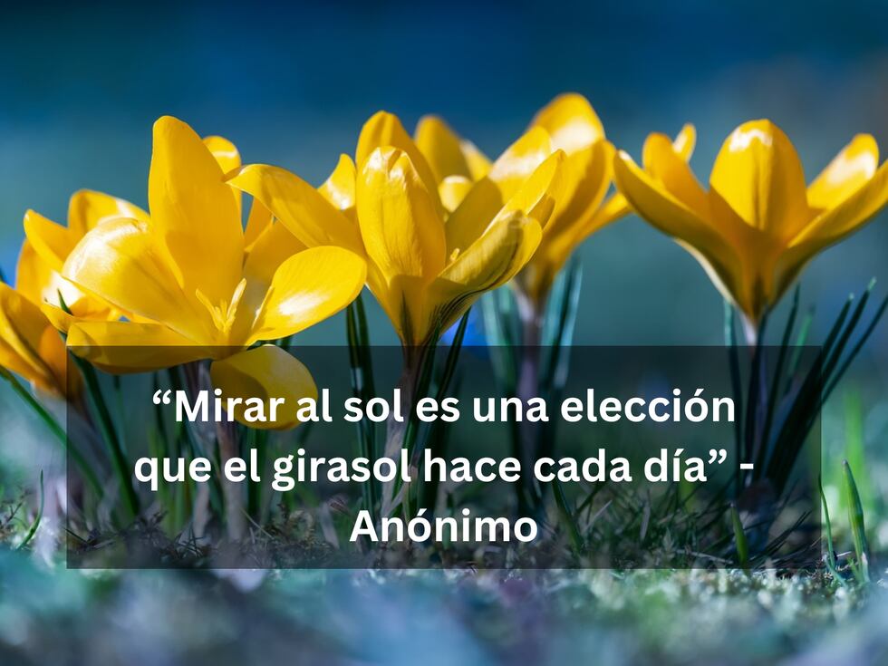 “Mirar al sol es una elección que el girasol hace cada día” - Anónimo | Imagen de Ilo en Pixabay / Composición Mix