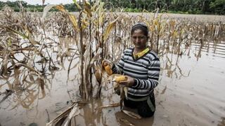 Niño Costero: Inundaciones generan pérdidas agrícolas por más de S/ 850 millones en el norte