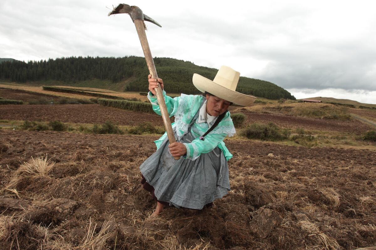 Hay muchas cooperativas en el ámbito agrario. (Foto: Richard Hirano/GEC)