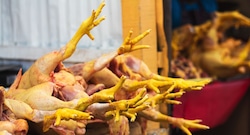 ¿Gripe aviar “empujará” el precio del pollo? Así funciona el mercado avícola de Perú