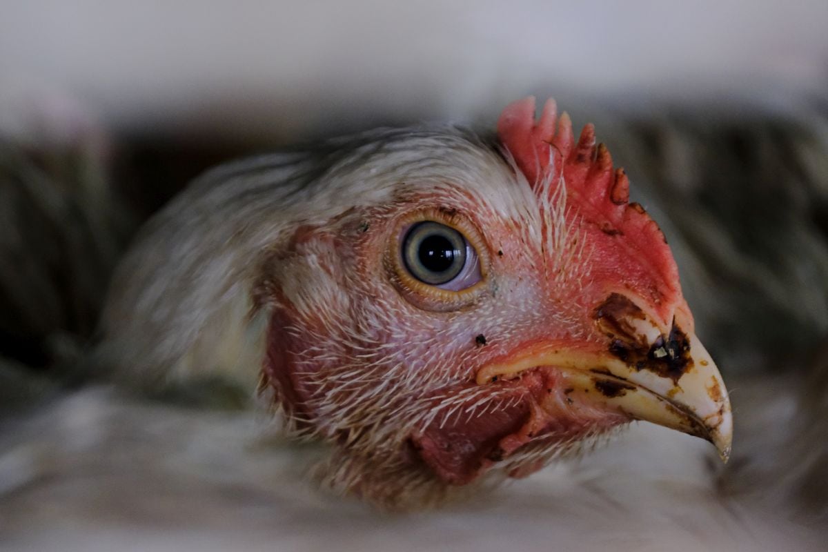 Entre los países que suspendieron las compras del mayor productor y exportador mundial de pollo destaca China, principal destino del producto brasileño.