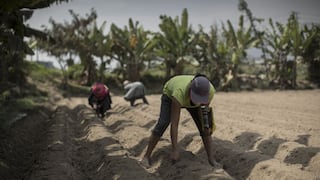 Más de 7,600 productores han sido indemnizados con el Seguro Agrícola Catastrófico