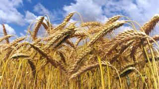 Producción nacional de trigo creció 1.8% entre el 2008 y 2013