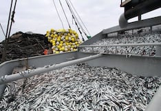 Produce suspende la pesca de anchoveta en la zona Norte-Centro para proteger el recurso