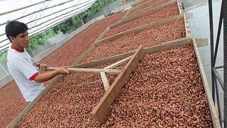 Perú es el segundo productor mundial de cacao orgánico