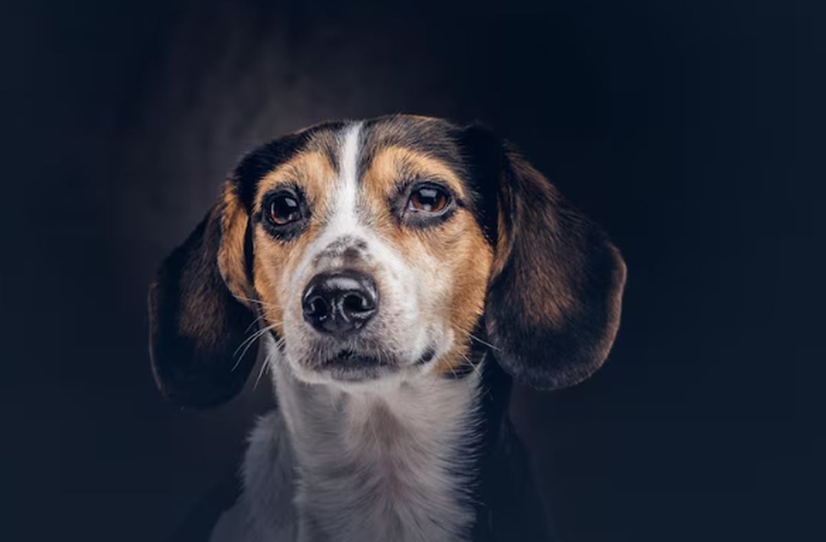 Florida declara tolerancia cero al maltrato animal (Foto: Freepik)