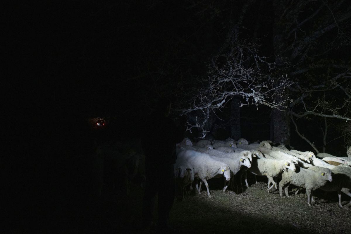 El ganadero Alberto Fernández arrea sus ovejas de vuelta a su granja por la noche en Santa Colomba de Sanabria, región de Castilla y León.