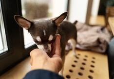 Los mejores amigos del hombre también facturan: Esto gastan los limeños en sus mascotas