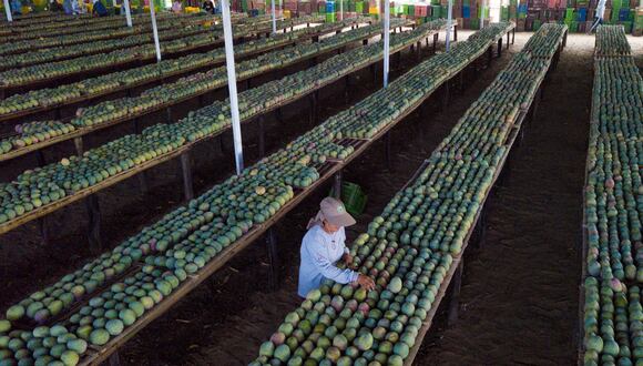 La agroindustrial tiene más de 4,600 hectáreas de palta entre Colombia y Perú. (Foto: Camposol)