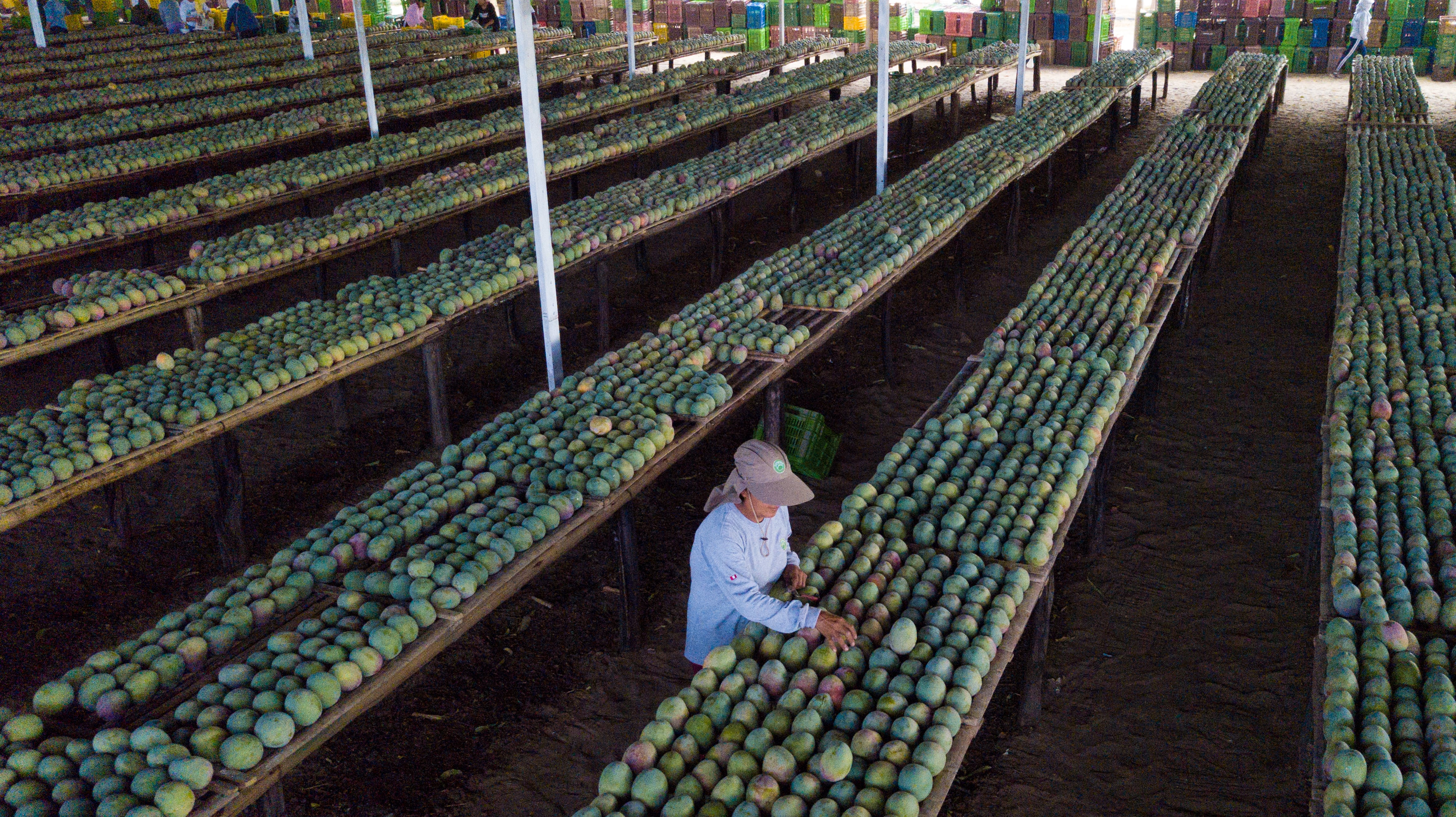 La agroindustrial tiene más de 4,600 hectáreas de palta entre Colombia y Perú. (Foto: Camposol)