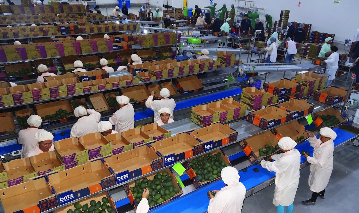 Dentro de su cartera, Beta cuenta con cultivos de arándanos, uva, palta, granada, mandarina y espárragos.