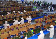 Beta cosecha con arándano y uva, ¿qué fruto podría afectarse más con aranceles de Trump?