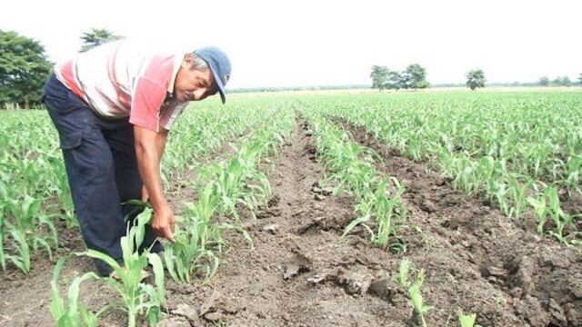 Promulgan ley que amplía hasta julio el Programa de Reestructuración Agraria Especial