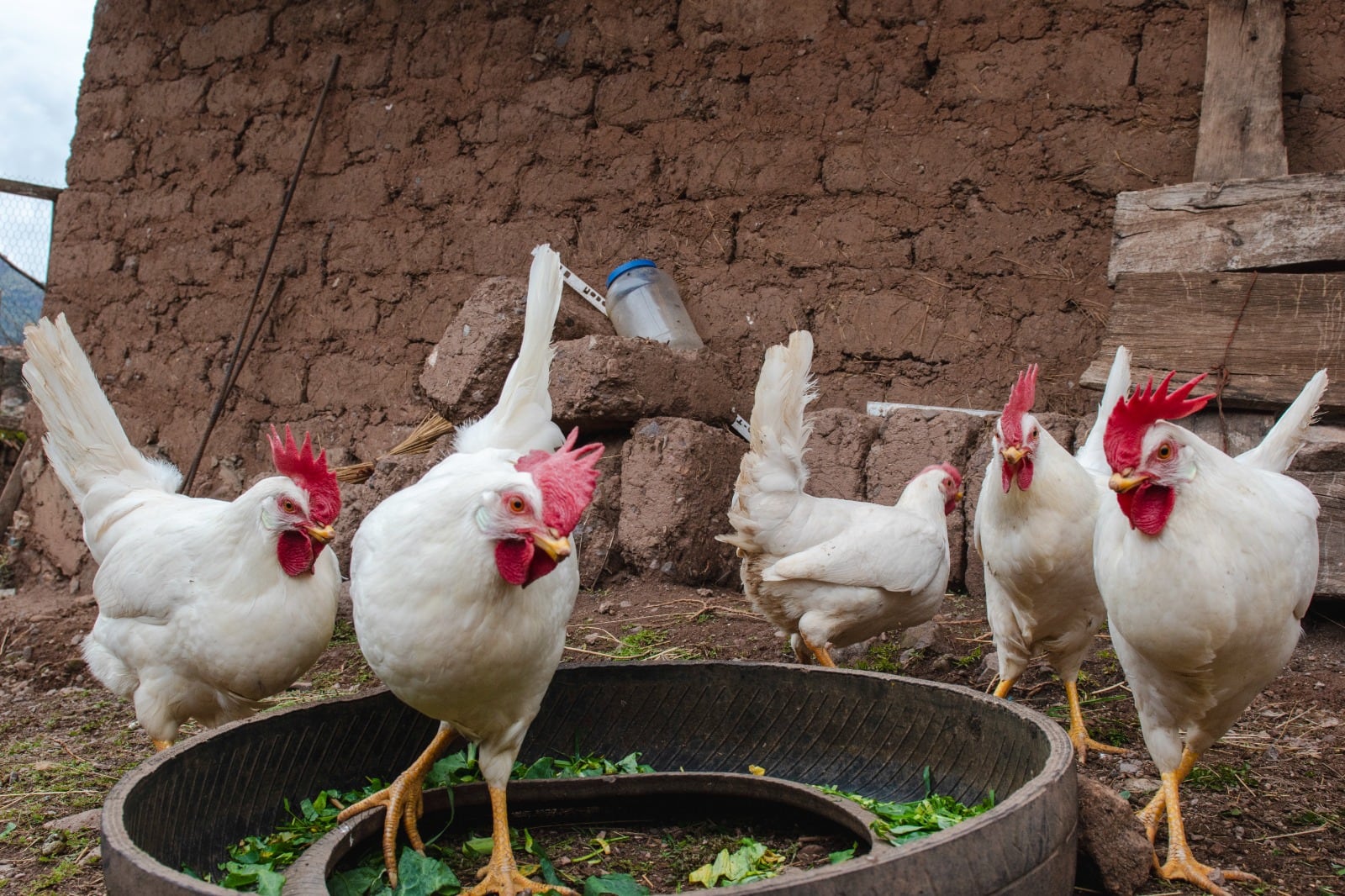 Tiempo de vida: "Desde que la gallina pone un huevo hasta que el consumidor lo come no deberían pasar más de 30 días. Son 30 días para recogerlo, empacarlo, subirlo a un camión, llevarlo al mayorista, que este lo entregue al minorista, que se venda y finalmente sea consumido."