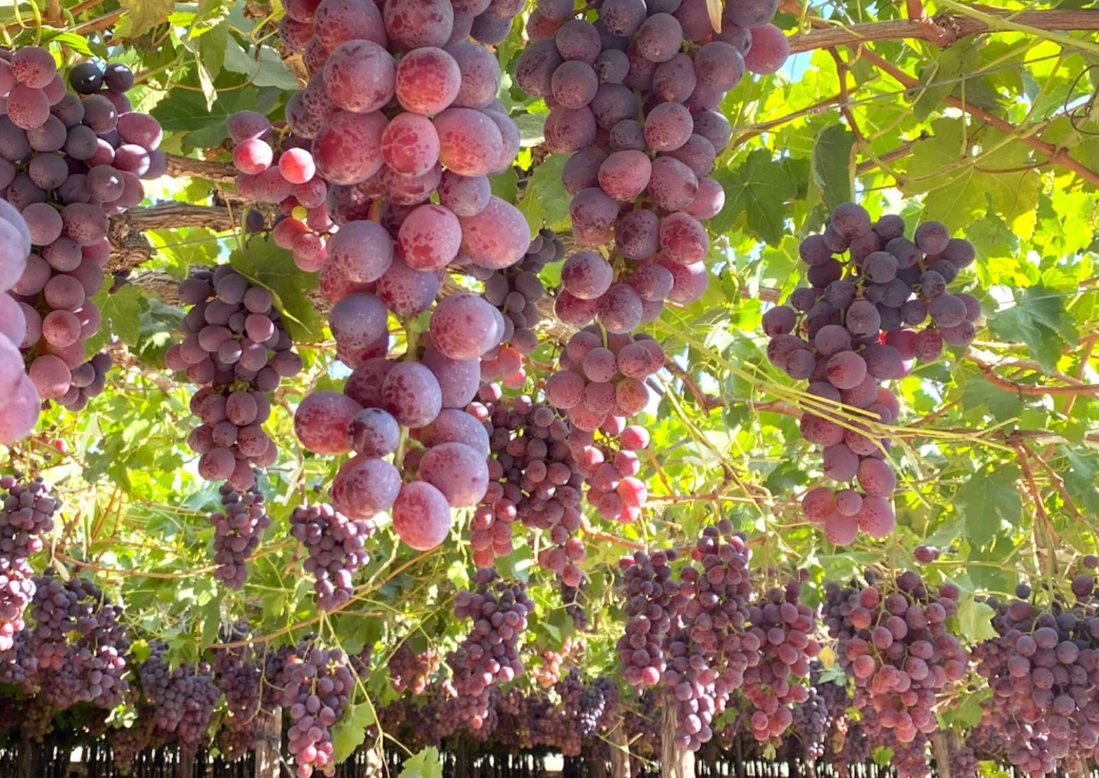 Inka Select Fruit inició su campaña de uva en Arequipa. (Foto: Inka Select Fruit)
