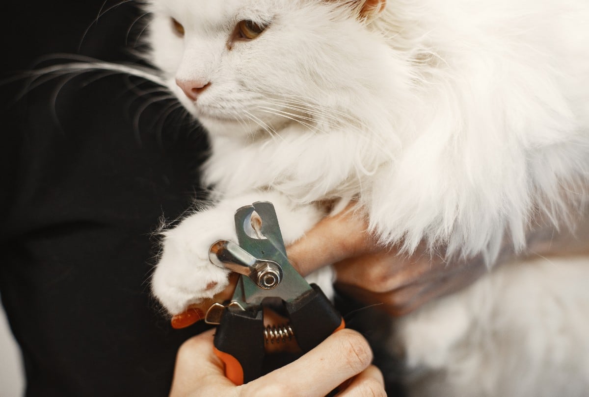 Los dueños de gatos en Florida podrían ya no estar permitidos a extirparles las uñas a sus mascotas (Foto: Freepik)