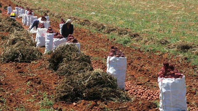 Agroexportaciones no tradicionales se multiplicaron por 13 tras Ley de Promoción Agraria