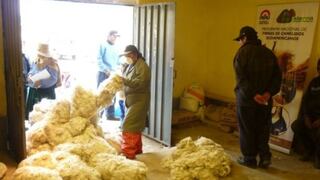 Sierra Exportadora buscará dar valor agregado a fibra de alpaca acopiada en tres regiones