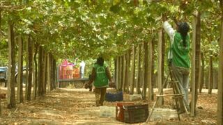 Maximixe: La producción de uvas crecerá 26.3% en el 2013 y 30% en el 2014