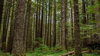 Gobierno plantea financiamiento de bajo costo para impulsar inversión forestal