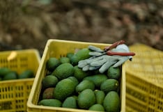 Agrícola San Juan crece en palta y avanza en nuevos cultivos de exportación: ¿cuáles son?