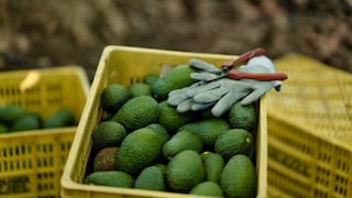 Agrícola San Juan crece en palta y avanza en nuevos cultivos de exportación: ¿cuáles son?