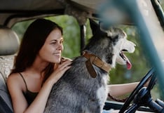 ¿Tu perro te acompaña cuando estás conduciendo en Florida? Estas situaciones pueden derivarte en multas