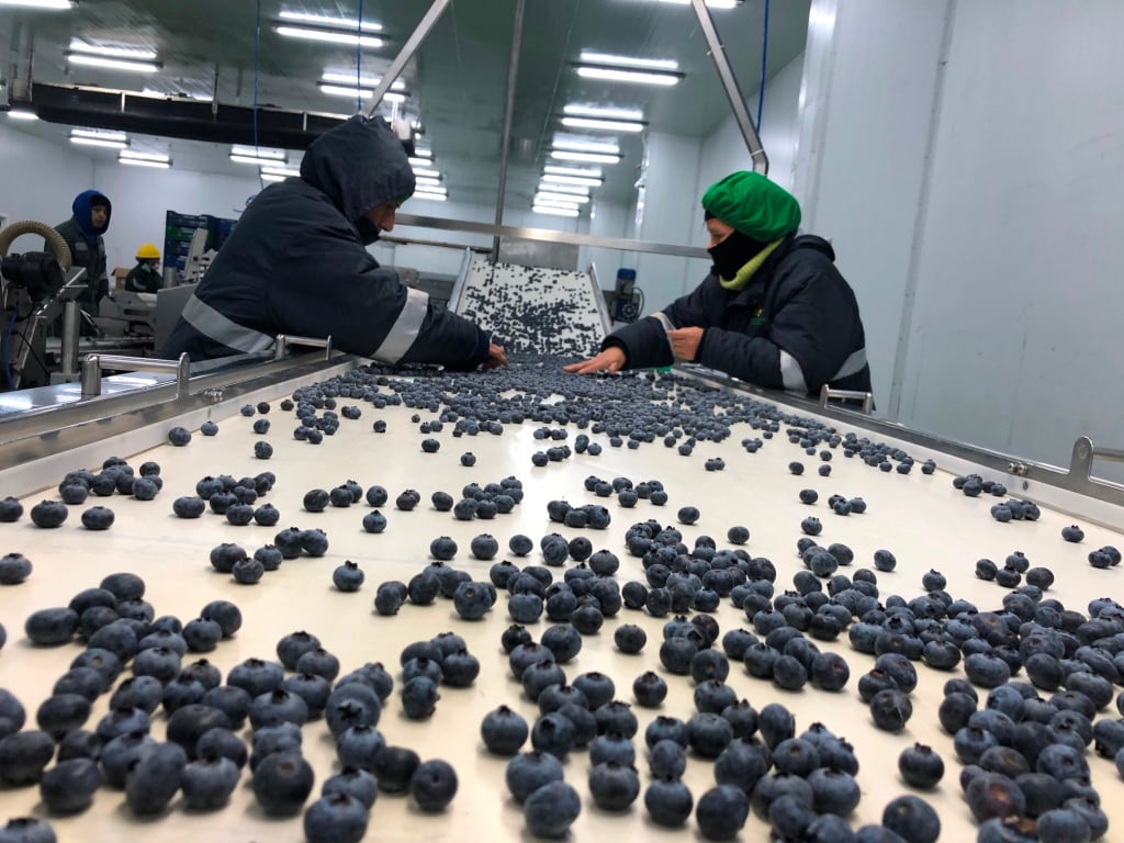 Beta informó que durante la campaña 2025 logró exportar más de 1,897 contenedores de arándanos. (Foto: Difusión)