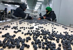 Agroindustrial Beta aumenta envíos de arándanos: los campos que impulsan la producción