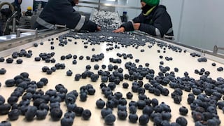 Agroindustrial Beta aumenta envíos de arándanos: los campos que impulsan la producción