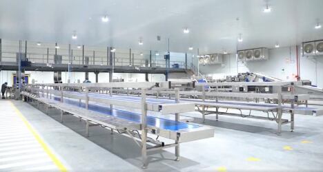 El proyecto de Don Ricardo fue diseñado para garantizar el cuidado de la fruta, así como para promover el bienestar y seguridad de trabajadores. (Foto: difusión).