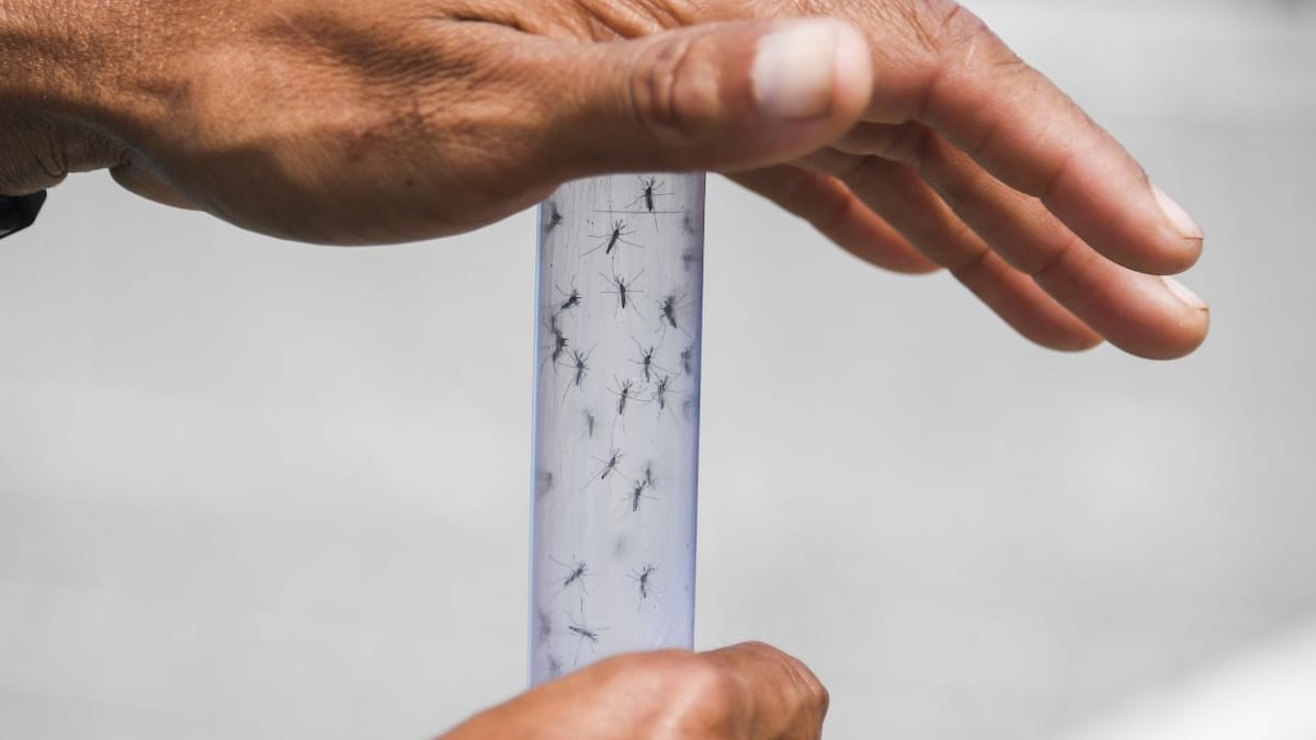 Alerta sanitaria en Florida por transmisión local de dengue tras registrarse la primera muerte en décadas
