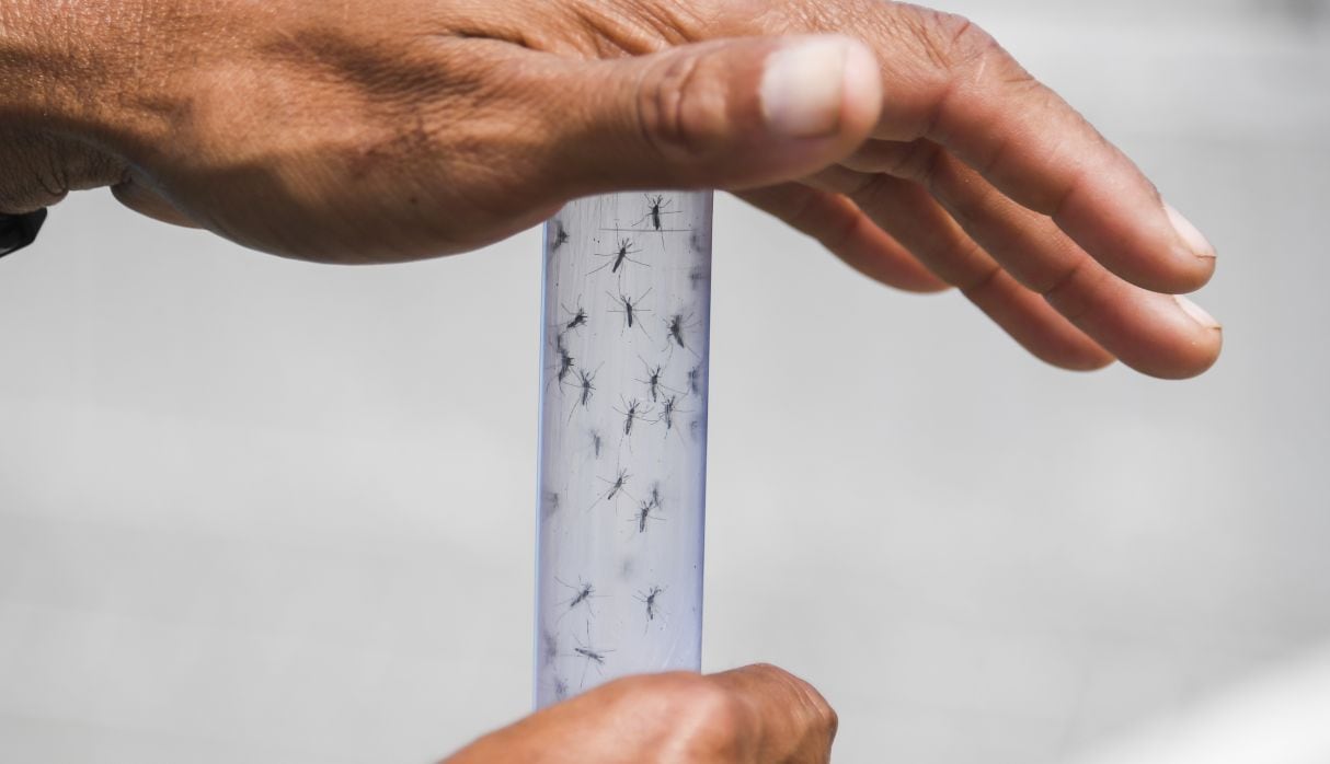 Confirman la primera muerte por dengue en casi un siglo en Florida. (Foto: AFP)