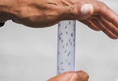 Alerta sanitaria en Florida por transmisión local de dengue tras registrarse la primera muerte en décadas