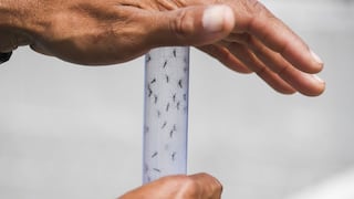 Alerta sanitaria en Florida por transmisión local de dengue tras registrarse la primera muerte en décadas