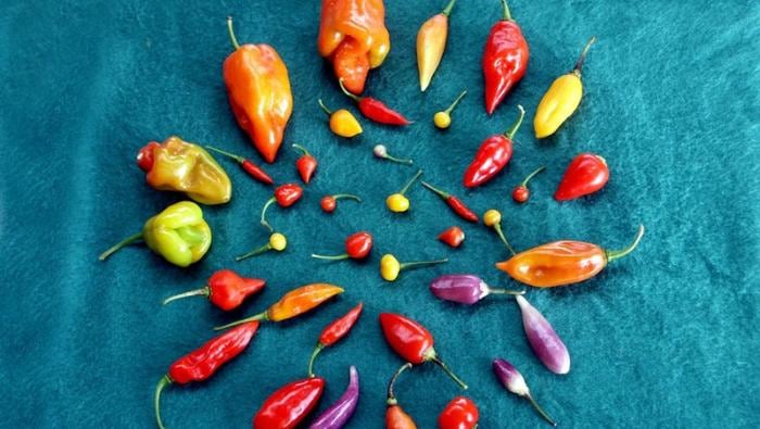 El Perú es el tercer país del mundo en cuanto a exportación de frutos del género Capsicum. | Foto: MIDAGRI